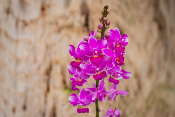 Autumn greenhouse with unique plants
