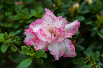 Autumn greenhouse with unique plants