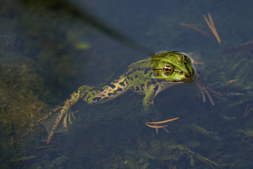 Edible green frog (Pelophylax kl. esculentus) swimming in pond