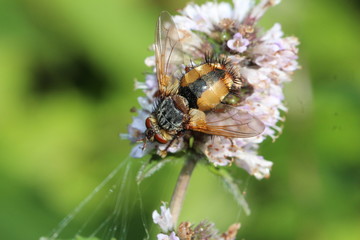 Braune Igelfliege auf einer Blüte