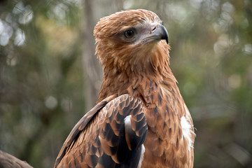 this is a close up of a black kite
