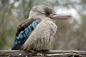 this is a close up of a laughing kookaburra