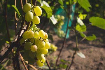 Wasp sitting on a berry and eats ripe grapes.