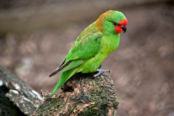 this is a little lorikeet
