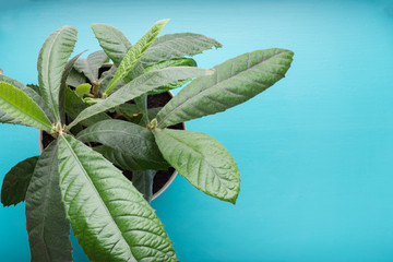 Mespilus germanica (Spanish cherry) tree growing in a flower pot, top view