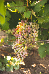 Bunch of ripe grapes on a vine