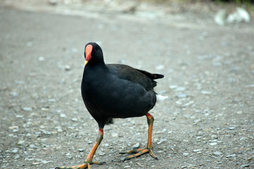 the dusky moorhen is crossing a road