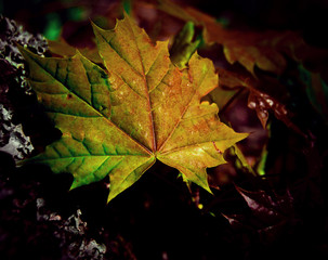 Forest Leaves