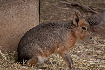 this is a side view of a Patagonian mara