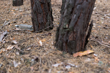 Glass bottle on the ground in a pine forest.
