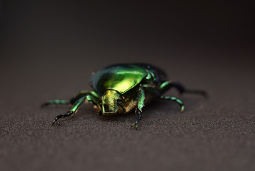 Portrait of a beetle Cetonia aurata. Macro photo.