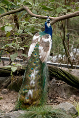 Naklejka premium the peacock has a long tail