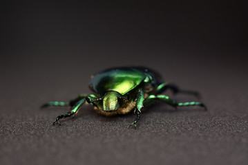 Portrait of a beetle Cetonia aurata. Macro photo.