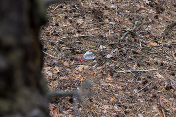 White plastic bottle on the ground in a pine forest.