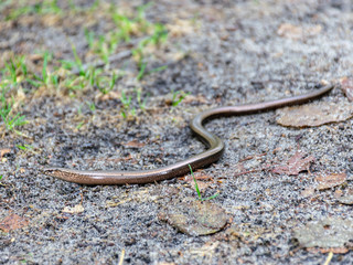 view of a small snake on a sandy trail