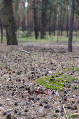 Obraz premium Brown plastic bottle on the ground in a pine forest.