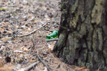 Green glass bottle on the ground in a pine forest.
