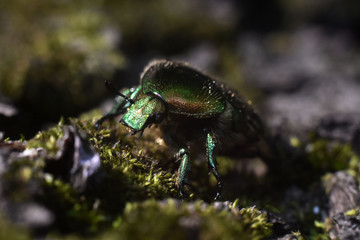 Portrait of a beetle Cetonia aurata. Macro photo.