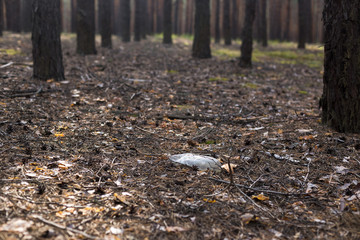 White plastic bottle on the ground in a pine forest.