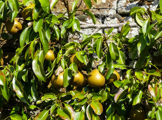 The ripening fruit of the late season dessert pear (Pyrus communis) Winter Nelis. Organically growing cultivar, in espalier form, trained along a brick wall. England.  - 290222808