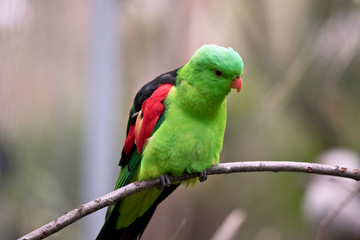 the red winged parrot is perched on a branch