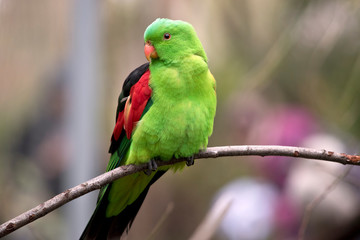 the red winged parrot is perched on a branch