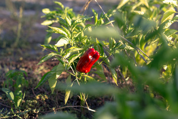 Pepper bush in the garden at sunset