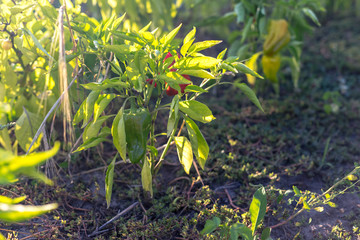 Pepper bush in the garden at sunset