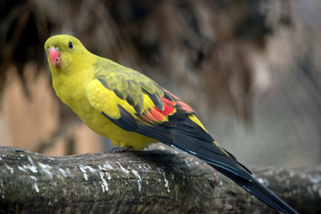 the regent parrot makes a lovely pet