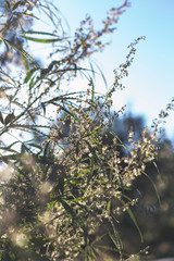 A cannabis plant, a marijuana bush in the countryside