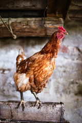 Chickens on the farm. Toned, style, color photo.