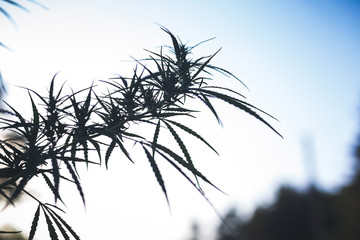 A cannabis plant, a marijuana bush in the countryside