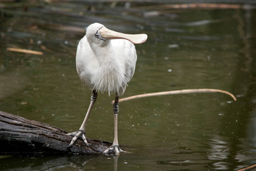 the yellow spoonbill is in the water looking for food