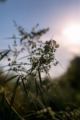 Branch of cannabis and marijuana in sunset.
