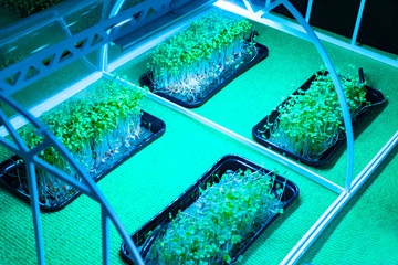 Laboratory for growing plants in artificial conditions. Hydroponics. Experiments on growing plants...