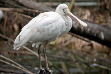 this is a side view of a yellow spoonbill