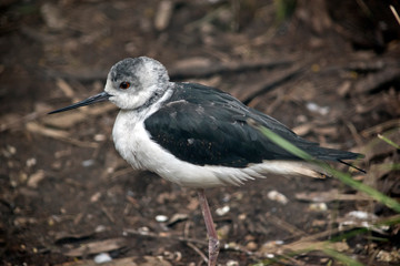 this is a side view of a stilt