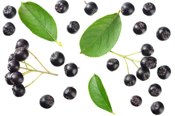 Chokeberry with green leaves isolated on white background. Black aronia. Top view.