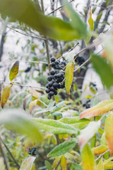 Poisonous black berries on the bush covered with hoarfrost