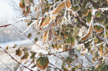Linden leaves covered with frost