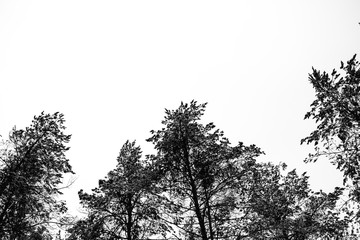 Monochrome photo of pine forest in winter