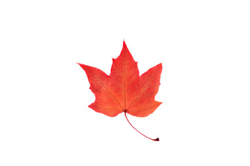One transparent red leaf on isolated white background.