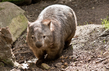 the wombat lives under ground most of the time