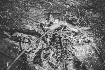 Cooking fried sausages on a fire in the forest. Monochrome photo