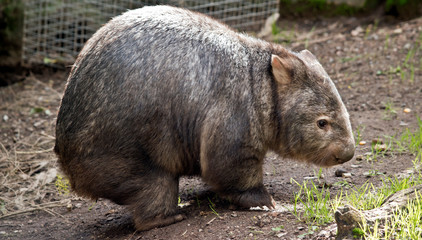 this is a side view of a wombat