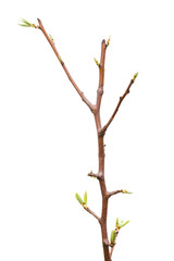 Young pear tree isolated on white background
