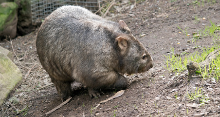 the wombat is walking around