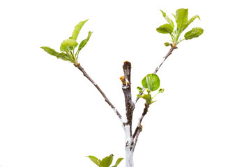Young apple tree isolated on white background.