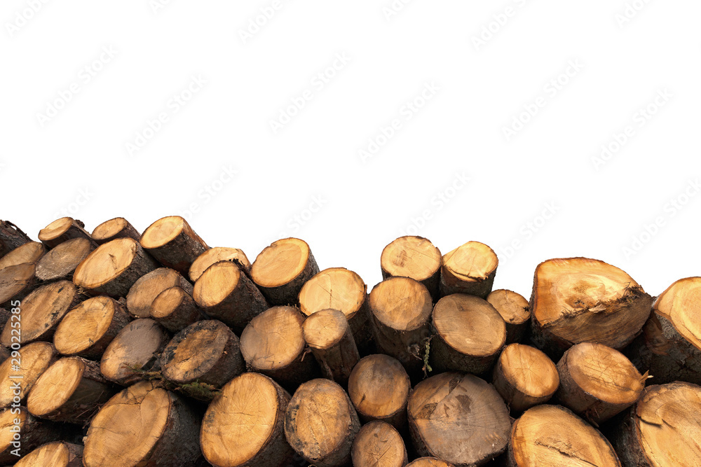 Poster close-up of a group of tree trunks of pine tree cut and stacked. isolated on white background