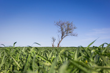 Lonely green tree in the middle of a field
